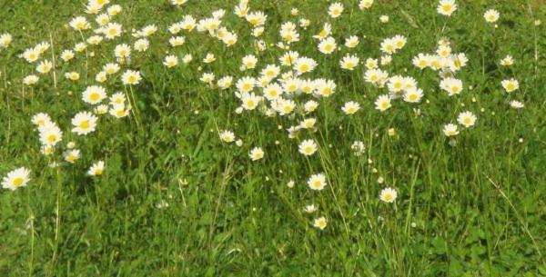 Les Pieds dans l'Herbe Rosporden Extérieur photo